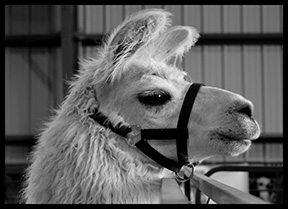 2016 award winning photo by Debbie Meole.