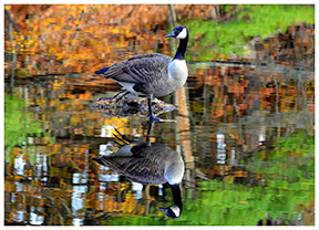 2016 published photo by Debbie Meole