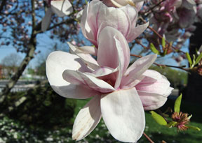 Published photo taken by Shutterart by Debi.