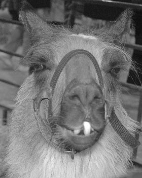 Award winning photo taken by Debbie Meole.