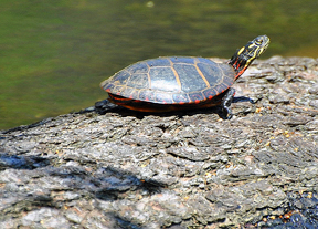 Published photo taken by Shutterart by Debi.