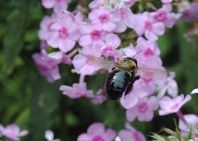 2011 Award winning photo taken by Debbie Meole.