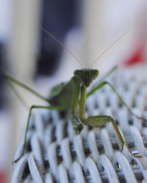 Published photo taken by Shutterart by Debi.