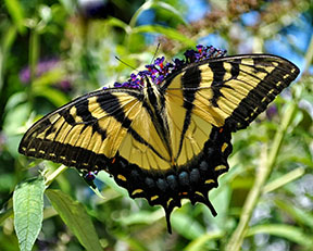 2013 Award Winning photo by Debbie Meole.