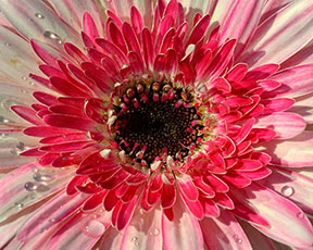 2013 Award Winning photo by Debbie Meole.