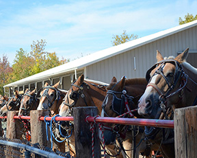 2014 Award Winning photo taken by Debbie Meole.